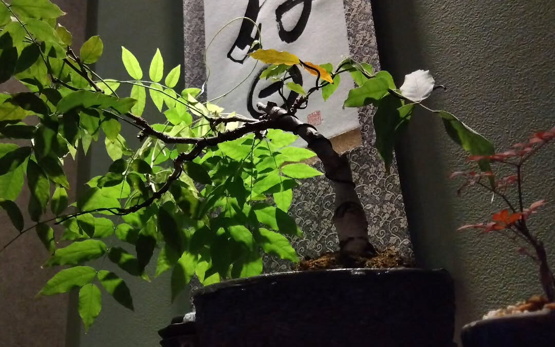 年末年始営業しております